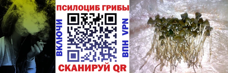 где можно купить   Кольчугино  OMG   Псилоцибиновые грибы прущие грибы 