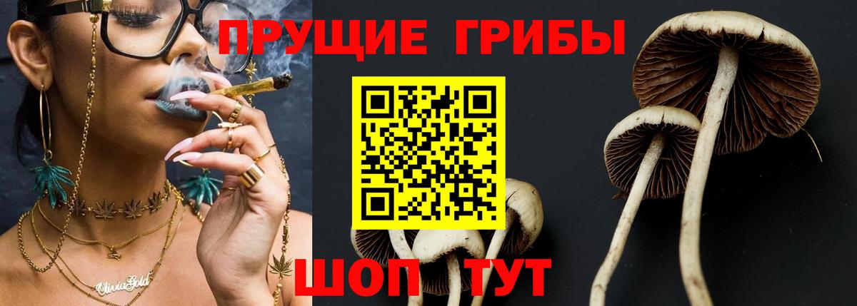 Псилоцибиновые грибы мицелий Кольчугино